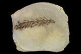 Dawn Redwood (Metasequoia) Fossil - Montana #153693-1